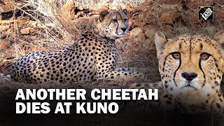 Another Cheetah dies at Kuno National Park in Madhya Pradesh 7th in last 5 months [upl. by Onia]