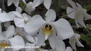 OrchidWeb  Phal amabilis [upl. by Ennahtur]