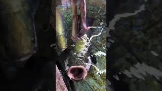 feeding chicken to arapaima fishfish [upl. by Spalla]