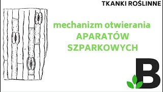 APARATY SZPARKOWE mechanizm otwierania aparatów szparkowych  KOREPETYCJE z BIOLOGII  295 [upl. by Adnoved]