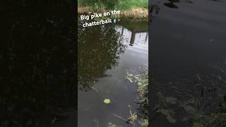 Grote snoek op helder water fishing [upl. by Tedder518]