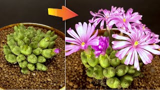 Conophytum flowering  Time Lapse [upl. by Leay475]