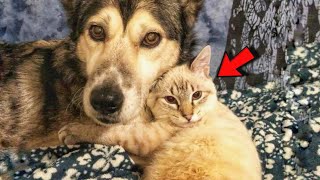 Dog Takes Paralyzed Kitten Under His Wing and Raises Her into Beautiful Cat [upl. by Eladnar]