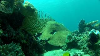 Forceps Fish at TimorLeste [upl. by Krahling]