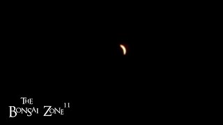 Late Repotting During a Solar Eclipse The Bonsai Zone April 2024 [upl. by Lamee]