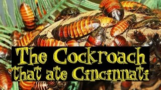 The Cockroach That Ate Cincinnati [upl. by Kcirreg]