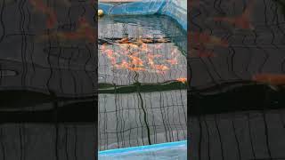 JAPANESE KOI FISH IN SINGAPORE ❤️ koi trending viralvideo singapore viralshorts koifish viral [upl. by Feune]