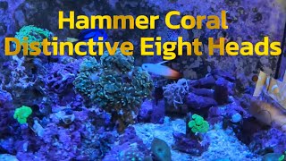 OctoHead Hammer Coral A Stunning Aquatic Spectacle [upl. by Yennaiv]