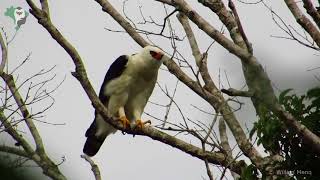 Gaviãopato Spizaetus melanoleucus  BlackandWhite HawkEagle [upl. by Dorsey]