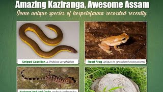 Amphibians amp Reptiles of Kaziranga National Park [upl. by Yrtua]