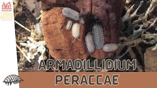 ARMADILLIDIUM PERACCAE A Quick Guide to These Fascinating Isopods [upl. by Cheke46]