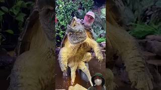 Huge Alligator Snapping Turtle american alligatorsnappingturtle reptile zoo livingthedream [upl. by Eniac]