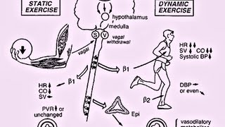 Principles of Cardiopulmonary Stress Testing  Presentation [upl. by Maurizio30]