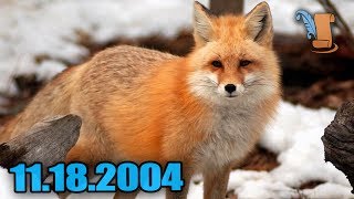 Today In History Fox Hunting Banned In UK [upl. by Anazus853]