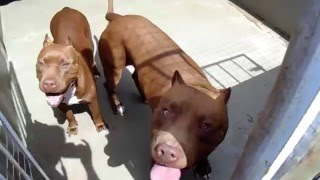 Pit Bull de verdade é aqui no Canil Red Minas ® Criados com amor e carinho [upl. by Sidonie300]