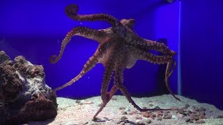 Pulpo del Acuario [upl. by Milda170]