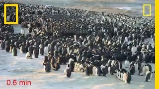 Penguins Do the Wave to Keep Warm  National Geographic [upl. by Bugbee]