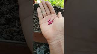 Bhindi plant growingbhindi seeds [upl. by Nosduh]