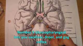 OT441 Neuro The Cranial Nerves Music Video [upl. by Terry666]