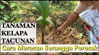 Cara Racun Serangga Perosak Tanaman Kelapa Tacunan SANGAT EFEKTIF [upl. by Stinky]