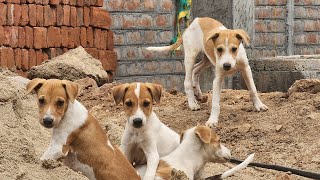 Playtime indian streetdogs [upl. by Aissej]