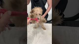 4 Months old Poodle first haircut [upl. by Ahsinna420]