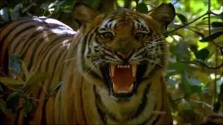 Shortest Youtube Video  Tiger Roar [upl. by Otanod282]