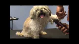 How to Groom a Grouchy Shih Tzu  Part 1 [upl. by Nassi]