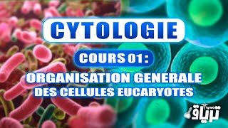 CYTOLOGIE 1ère année  Organisation Générale des Cellules Eucaryotes [upl. by Fiann]