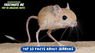 Top 10 most interesting and fascinating facts about JERBOAS [upl. by Ashti993]