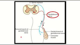 Clinical training 3  MOTOR EXAMINATION Superficial Reflexes [upl. by Assirek]