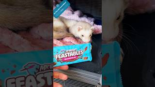 I’ve Made a FREE Feastables Commercial 🐭🐭 Cinnamon amp Sassy [upl. by Sandor370]