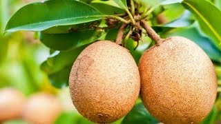 Sapota fruit plantசப்போட்டா பழ செடி [upl. by Atteuqehs]