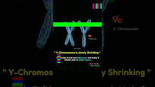 XY  Chromosome New study  mbbs shorts ytshort importantpoint neet preparation [upl. by Aninnaig]