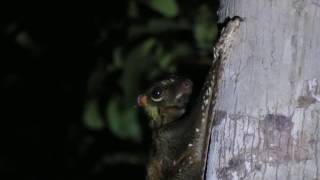 ColugoSunda flying lemur Galeopterus variegatus [upl. by Anwahsak]