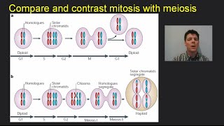 Mitosis Meiosis amp Cancer  Mr Pauller [upl. by Sapers]