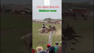 Sự vất vả của huấn luyện viên đua ngựa [upl. by Thelma]