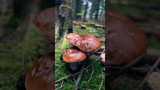 🍄‍🟫🍄‍🟫🍄‍🟫🎉mushrooms boletus pilze funghi nature porcini грибочки grzyby shorts gribi [upl. by Currey70]