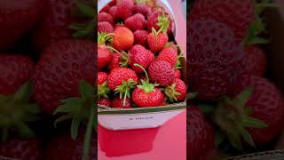 Strawberry picking 🍓 [upl. by Clementia502]