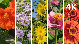 4k community garden walk dahlia giant sunflower aster flower nasturtium zinnia amp rudbeckia [upl. by Waxler730]