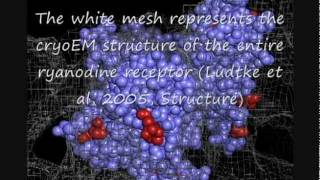 cardiac arrhythmia  CPVT and the Ryanodine Receptor in molecular detail [upl. by Mace]