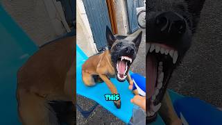 Belgian Malinois Perform an Epic Wall Climb and Grab shortsviral shortsfeed shortsvideo shorts [upl. by Sinylg]