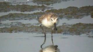 Spoonbilled Sandpiper in Thailand [upl. by Angid]