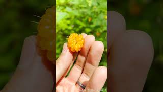 Salmonberry Cascades  4K  Nature  Foraging  Water Sounds [upl. by Edaj970]