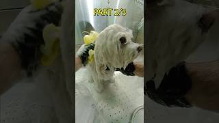 Relaxing Poodle Bath ASMR  PETHUB 23 grooming dogcare pets doglovers asmr ashortaday [upl. by Boarer]