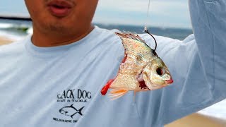 Catch Big fish from ANY beach Live Line Beach Fishing Tutorial [upl. by Tram]