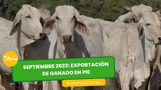 Exportación de ganado en pie  TvAgro por Juan Gonzalo Angel Restrepo [upl. by Korff]