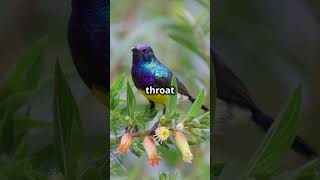 Amazing facts about the Olived Backed Sunbird amazingfacts amazingwildlife birds australia [upl. by Chevy]