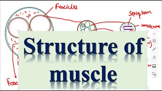 Locomotion and Movements Structure of muscles Part3 [upl. by Ettevahs]