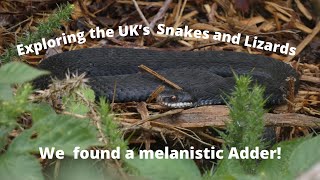 Exploring the UK’s Snakes and Lizards including Herping Rare Melanistic Adders [upl. by Jacquenetta]